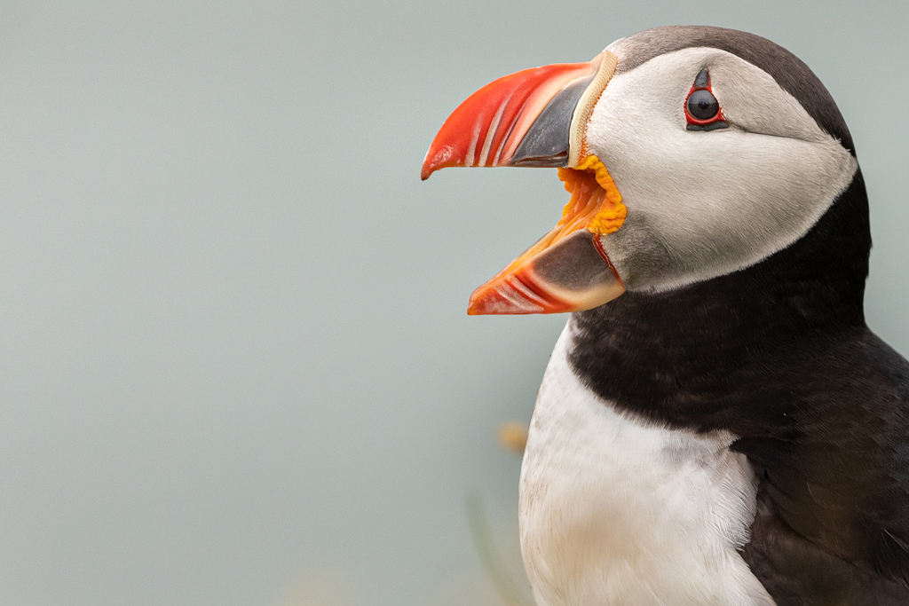 Puffin in Ingólfshöfði Puffin in Ingólfshöfði