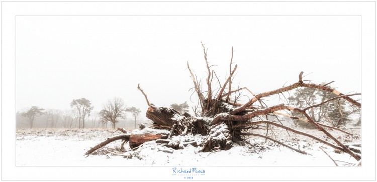 Fallen Tree Strubben Kniphorstbosch